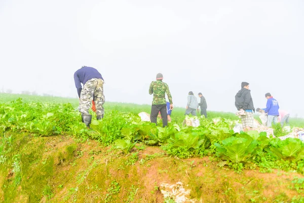 Phuthapboek Phetchabun Tayland Ekim Çiftçi Phu Thap Boek Dağda Lahana — Stok fotoğraf