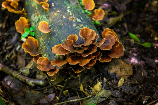 Las Setas Sobre Madera Naturaleza Bosque Las Setas — Foto de Stock