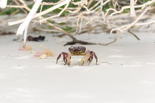 Hairy Leg Mountain Crab Beack Tachai Island Phuket Thailand — Stock Photo, Image