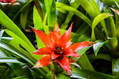 Bromeliad Çiçek bahçesinde