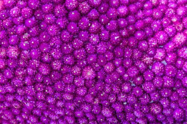 arka plan küre Amaranth çiçek