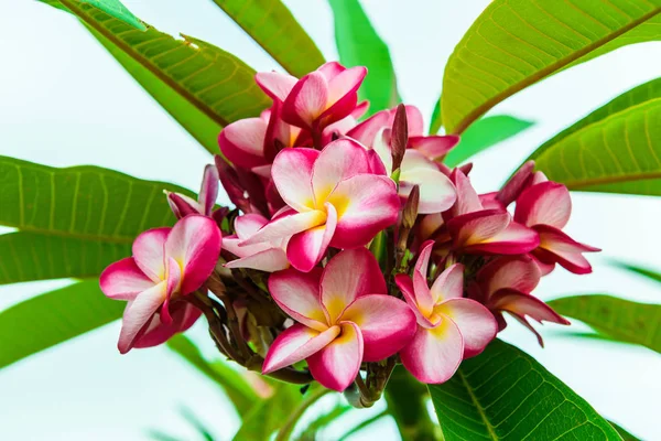 Frangipani Flower Tree Nature — Stock Photo, Image