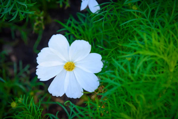 Λουλούδια Του Κόσμου Ανθίζουν Στον Κήπο — Φωτογραφία Αρχείου