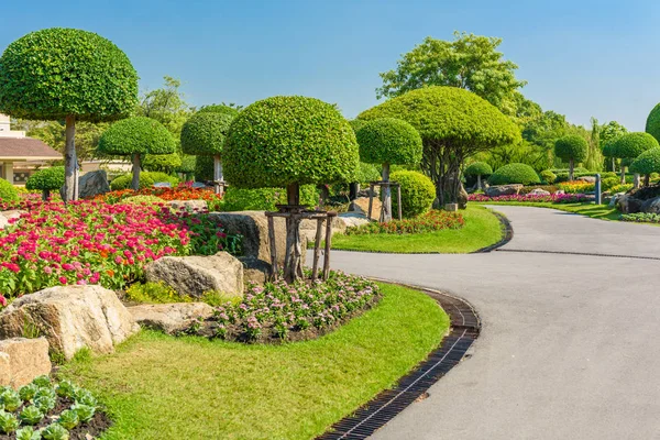 Gardening Landscaping Decorative Trees Plants — Stock Photo, Image