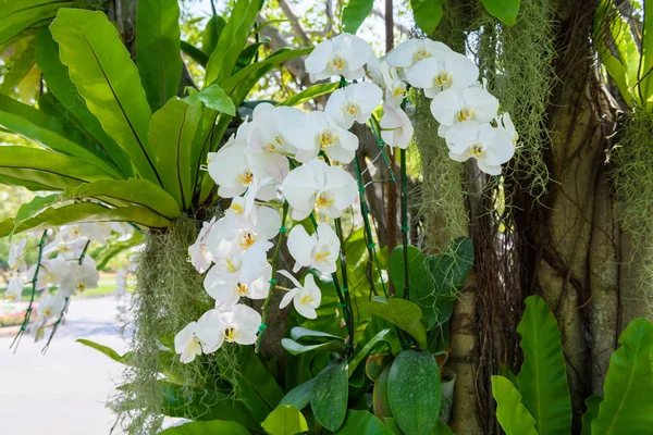 White Orchid Flowers Hang Tree — Stock Photo, Image