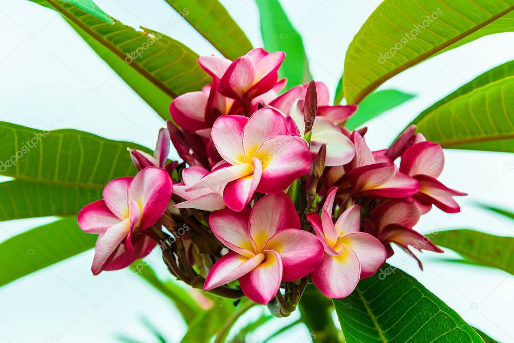 frangipani flower on the tree in nature
