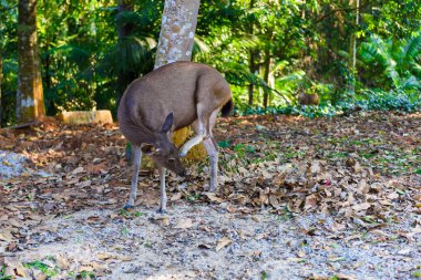 ormandaki düşme sırasında dişi geyik