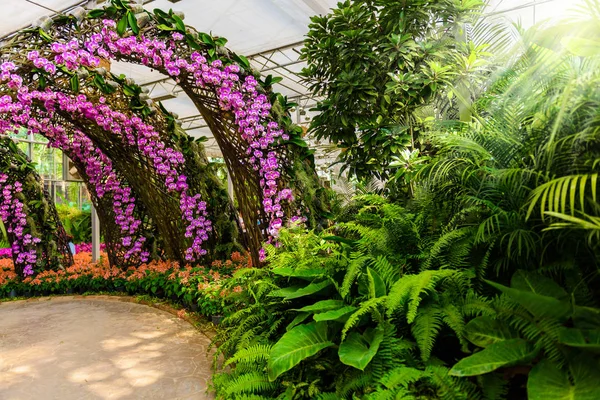 Flores Orquídea Árbol Jardín —  Fotos de Stock