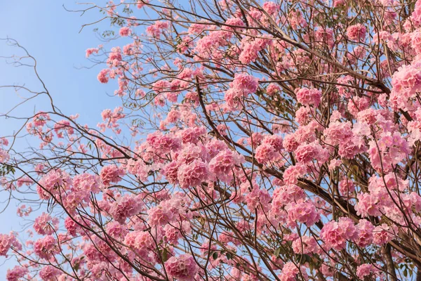 Tabebuia Rosea Ist Ein Neotropischer Baum Mit Rosa Blüten Gebräuchlicher — Stockfoto