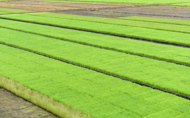 Genç Fideler kutusunda pirinç alan büyüyen için hazır pirinç