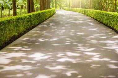 Güzel ağaç tünel ve yol