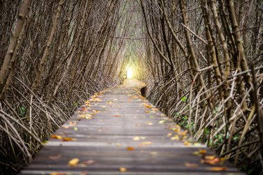 Ağaç tünel, ahşap köprü, mangrov orman, Laem Goa Bia,: Phetchaburi, Thailand