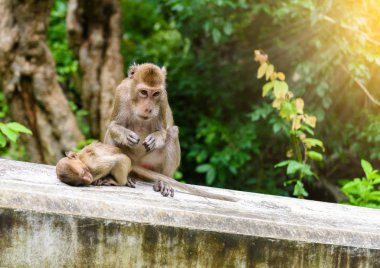 Maymunlar (makak, Macaca fascicularis yeme yengeç) başka bir damat. doğal olarak turistik içinde: Phetchaburi, Thailand.