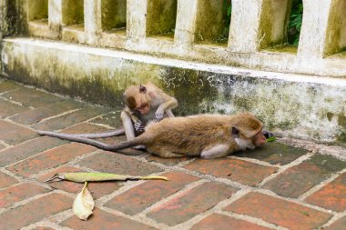 Maymunlar (makak, Macaca fascicularis yeme yengeç) başka bir damat. doğal olarak turistik içinde: Phetchaburi, Thailand.