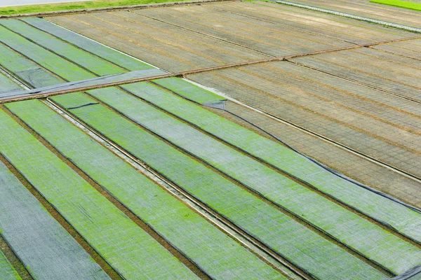 Young Rice Sprout Box Ready Growing Rice Field High Angle — Stock Photo, Image