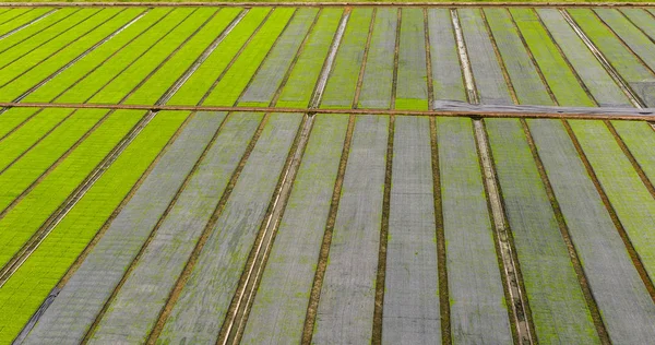 年轻水稻芽苗菜准备到水稻田里生长的框中 高角度拍摄 — 图库照片