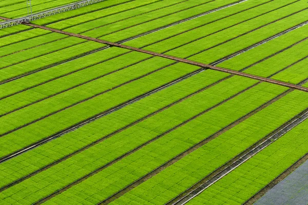 Young Rice Sprout Box Ready Growing Rice Field High Angle — Stock Photo, Image