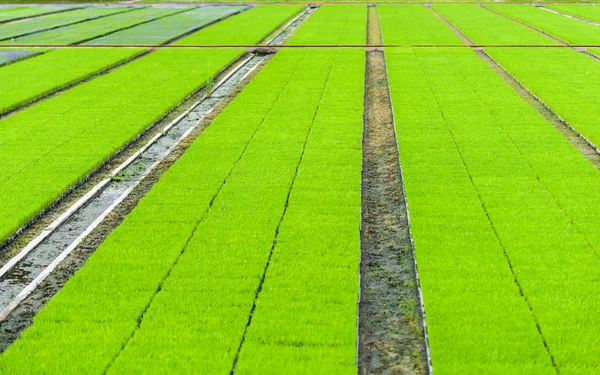Νέοι Ρύζι Βλαστάρι Στο Πλαίσιο Έτοιμη Αυξάνεται Στον Τομέα Του — Φωτογραφία Αρχείου