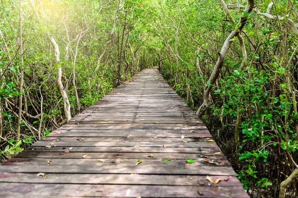 Ağaç tünel, ahşap köprü, mangrov orman, Laem Goa Bia,: Phetchaburi, Thailand