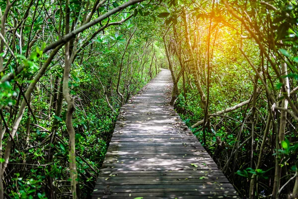 Ağaç tünel, ahşap köprü, mangrov orman, Laem Goa Bia,: Phetchaburi, Thailand