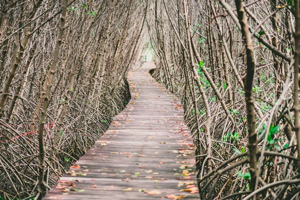 Tree tunnel, Wooden Bridge In Mangrove Forest at Laem Phak Bia, Phetchaburi, Thailand