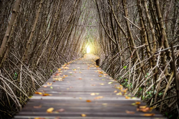 Ağaç tünel, ahşap köprü, mangrov orman, Laem Goa Bia,: Phetchaburi, Thailand