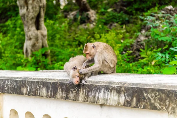 Monos Cangrejo Comiendo Macaco Macaca Fascicularis Acicalándose Unos Otros Naturalmente — Foto de Stock