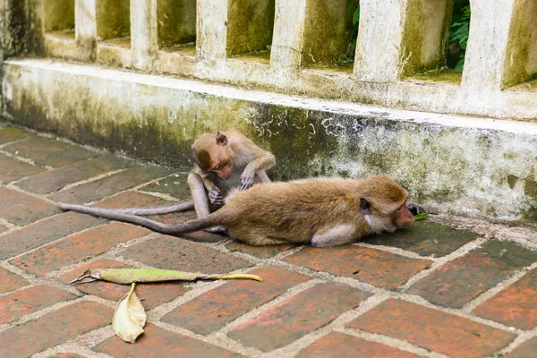 Maymunlar (makak, Macaca fascicularis yeme yengeç) başka bir damat. doğal olarak turistik içinde: Phetchaburi, Thailand.