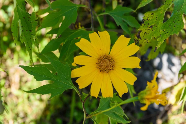 Tithonia Diversifolia Nebo Mexické Slunečnice Nebo Japonci Slunečnice Pozadí Modré — Stock fotografie