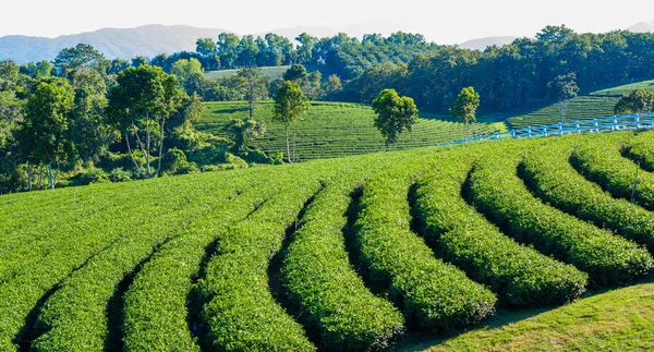 Green tea field, , Tea Plantation with blue sky at Chiangrai,  Thailand