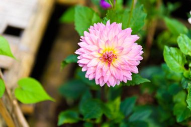 bahçede tam çiçeklenme gülümsemek güzel yıldız çiçeği çiçek