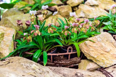 Lady's terlik orkide. Doğal arka plan, Paphiopedilum stonei x moquetianum, orkide Paphiopedilum Callosum. Salepgiller aile. Paphiopedilum