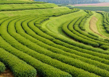 Yeşil çay çiftlik, çay plantasyon Tayland