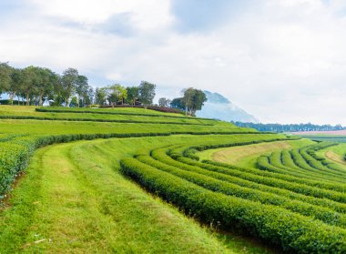 Yeşil çay çiftlik, çay plantasyon Tayland