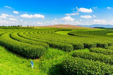 Alan, Cosmos alanları ve yeşil çay, çay plantasyon ile blue sky adlı Chiangrai, Tayland