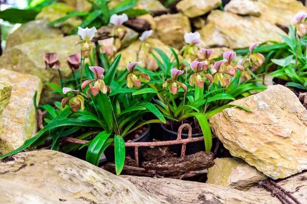 Lady's terlik orkide. Doğal arka plan, Paphiopedilum stonei x moquetianum, orkide Paphiopedilum Callosum. Salepgiller aile. Paphiopedilum