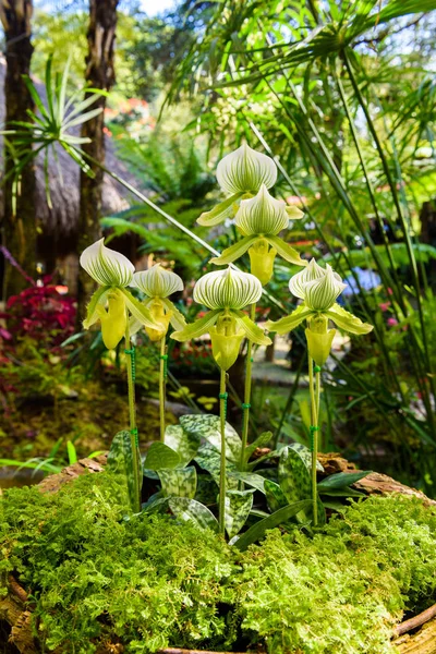 Lady Slipper Orchid Paphiopedilum Callosum Natural Background Paphiopedilum Stonei Moquetianum — Stock Photo, Image