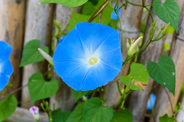 Cielo Azul Gloria Mañana Celestial Azul Ipomoea Purpurea Flor Plena — Foto de Stock
