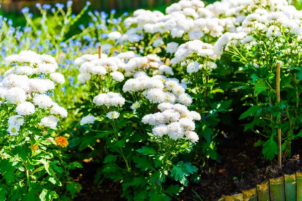 Bahçede Beyaz Kasımpatı Çiçeği — Stok fotoğraf