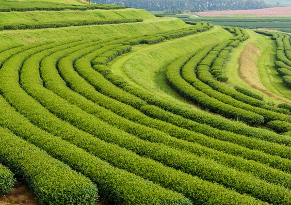 Yeşil çay çiftlik, çay plantasyon Tayland