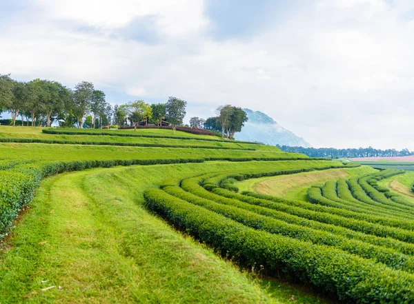 Yeşil çay çiftlik, çay plantasyon Tayland
