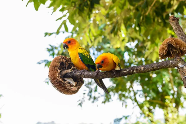 Papuga Kolorowe Papugi Papugi Ara Słońce Conure Kolorowe Ara — Zdjęcie stockowe