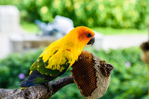 Papuga Kolorowe Papugi Papugi Ara Słońce Conure Kolorowe Ara — Zdjęcie stockowe