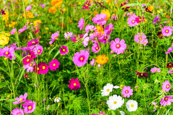 Цветущие Саду Казачьи Цветы — стоковое фото