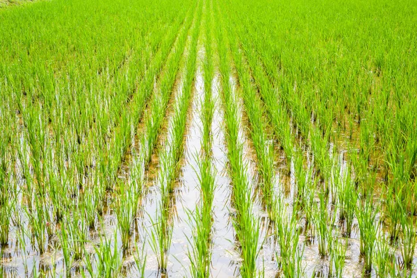 Pirinç tarlasında yetişmeye hazır taze pirinç filizi manzarası