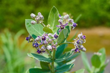 Calotropis giantea veya yeşil beyaz çiçek taç yaprakları
