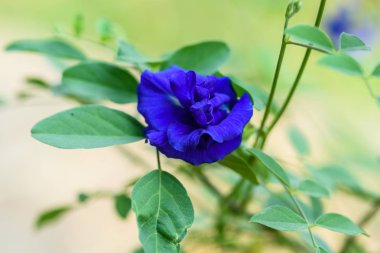 Kelebek bezelye çiçek, mor çiçek 