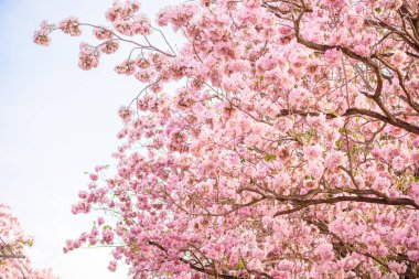 Bir pembe çiçek Neotropik ağaç ve mavi gökyüzü Tabebuia rosea olduğunu
