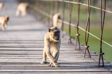 Macaca fascicularis, ahşap Suspe oturan Yengeç yiyen makak