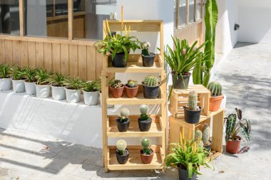 Kaktüs, Succulents siyah plastik kapta 